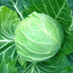 [庭院种子] 早春圆甘蓝种子 "碧云"