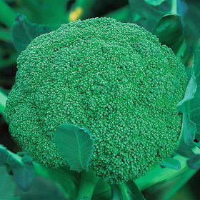 [专业种子] “惠绿早生”西兰花种子 