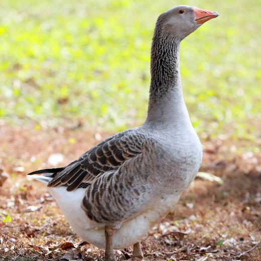 自带清香的横沙老鸭，送福利啦~ 商品图1