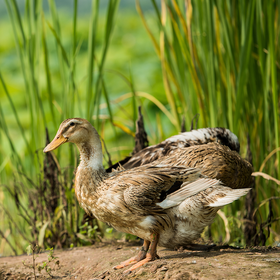 自带清香的横沙老鸭，送福利啦~