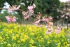 3.14出发【广西】海洋乡桃花、油菜花高铁2天摄影团 商品缩略图9