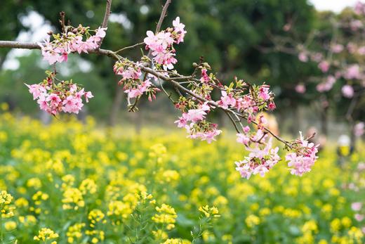 3.14出发【广西】海洋乡桃花、油菜花高铁2天摄影团 商品图9