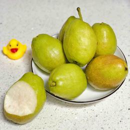 【大大的香梨】新疆库尔勒香梨 酥脆好吃，水分足，清喉润肺，当季最具性价比的好梨子！