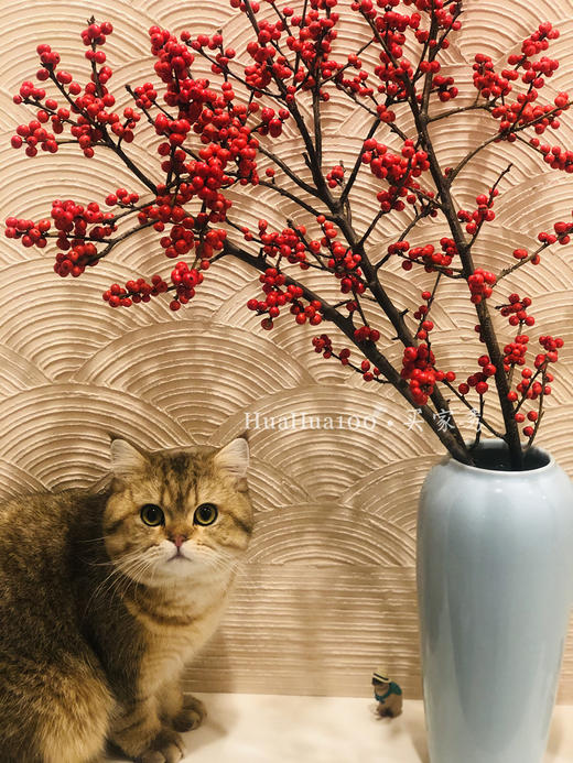 进口冬青瓶花（少量现货，随时售罄） 商品图4