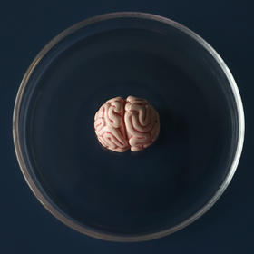 七口『大脑』 ｜手绘黏土软陶