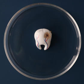 七口『蛀牙』 ｜手绘黏土软陶