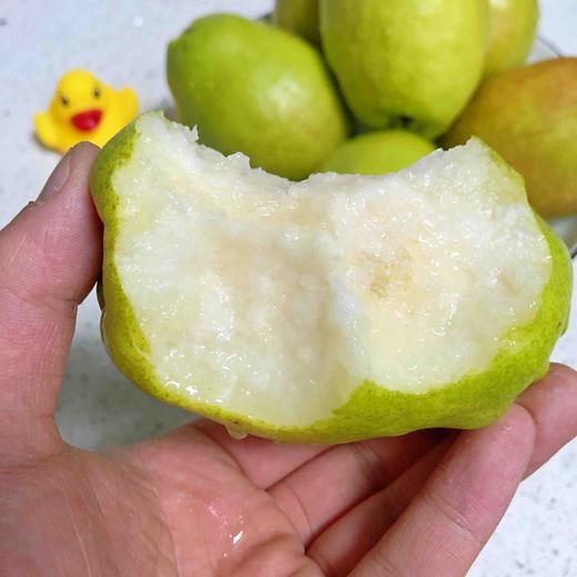 【大大的香梨】新疆库尔勒香梨 酥脆好吃，水分足，清喉润肺，当季最具性价比的好梨子！ 商品图2