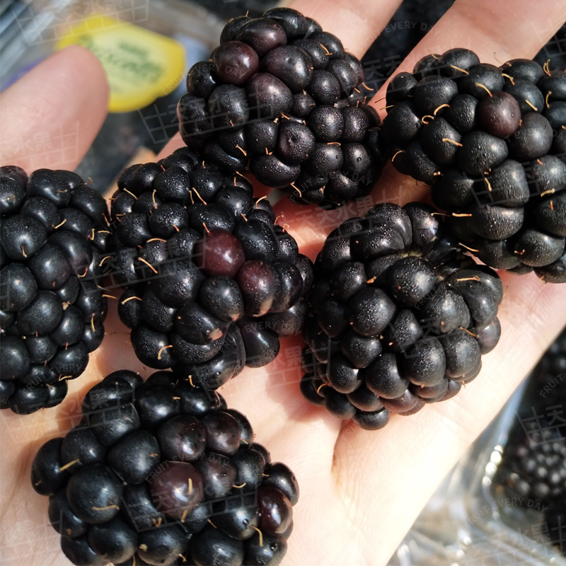 美国加州 怡颗莓黑莓 大颗粒 爆汁