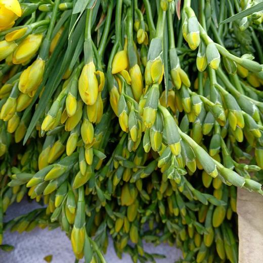 香雪兰随机色 商品图4