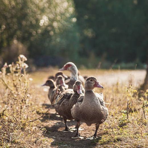 自带清香的横沙老鸭，送福利啦~ 商品图2