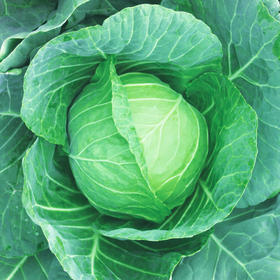 [专业种子] “满甘”甘蓝种子  