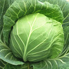 [专业种子] “珍宝”甘蓝种子  商品缩略图0