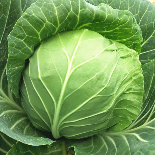 [专业种子] “珍宝”甘蓝种子  商品图0