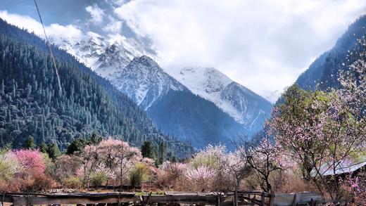 花开中国-雪域高原的桃花（西藏林芝） 商品图2