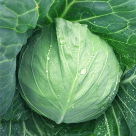 [专业种子] “欧宝”甘蓝种子