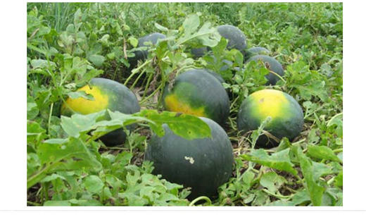 黑美人西瓜12斤左右1箱 商品图3