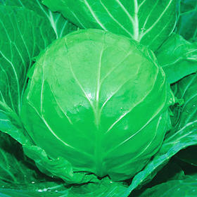 [专业种子] “凯瑞”甘蓝种子  