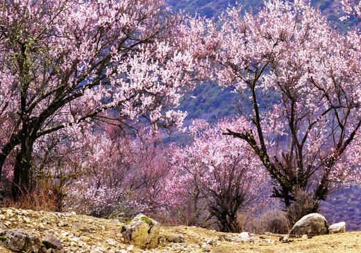 花开中国-雪域高原的桃花（西藏林芝） 商品图1
