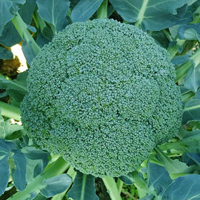 [专业种子] “咏盛80”西兰花种子 