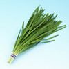 [庭院种子] 韭菜种子 "顶绿" 商品缩略图0