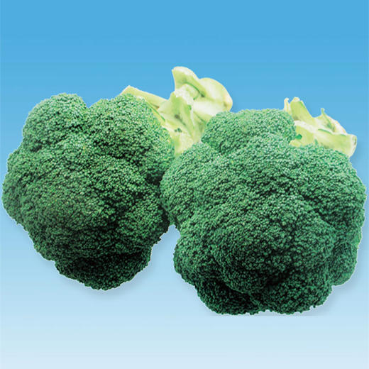 [专业种子] “咏秀”西兰花种子  商品图0