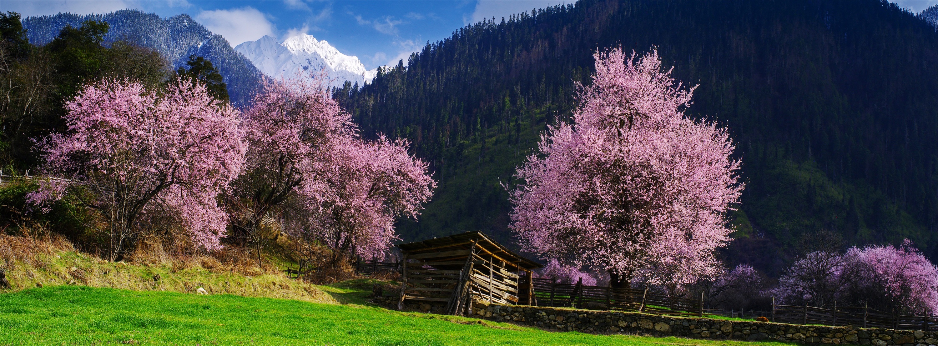 花开中国-雪域高原的桃花（西藏林芝）