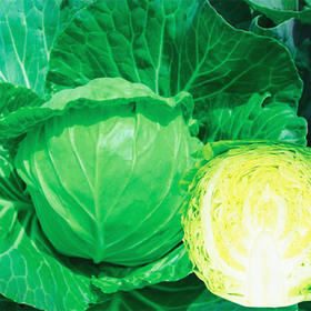 [专业种子] “凯丽”甘蓝种子  