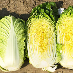 [专业种子] “冬日之星”大白菜种子