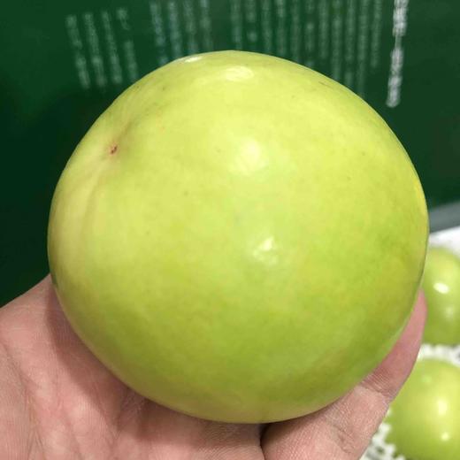 台湾蜜枣苹果枣牛奶枣超大规格 ，像小苹果，甜度很高水份爆汁，无涩口，已经尝过推荐推荐l 商品图5