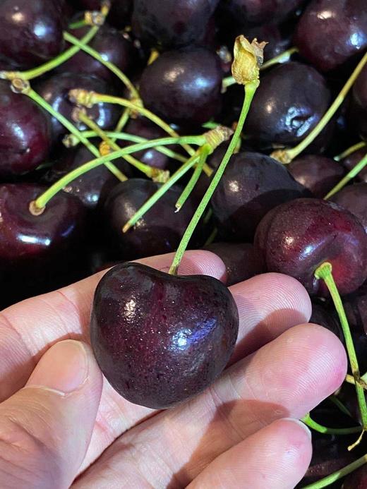 周三取货：【孔雀科迪亚2J车厘子】整箱5斤，甜度高，硬，脆，甜！ 商品图3