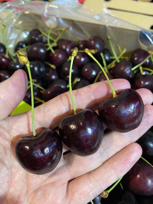 周三取货：【孔雀科迪亚2J车厘子】整箱5斤，甜度高，硬，脆，甜！ 商品图0