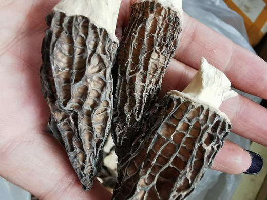 【团购特惠】云南干羊肚菌，菌类干货，精致礼盒装，瓶装50g，最新日期 商品图1