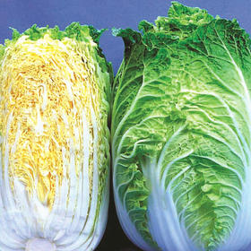[专业种子] “黄健65”大白菜种子