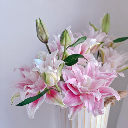 伊莎贝拉百合【我真的很喜欢你 像风走了八千里】简小姐精选稀有A级多头重瓣百合 伊莎贝拉10+2（防花损）个花头 2束包邮 下单7天内发货 商品图4