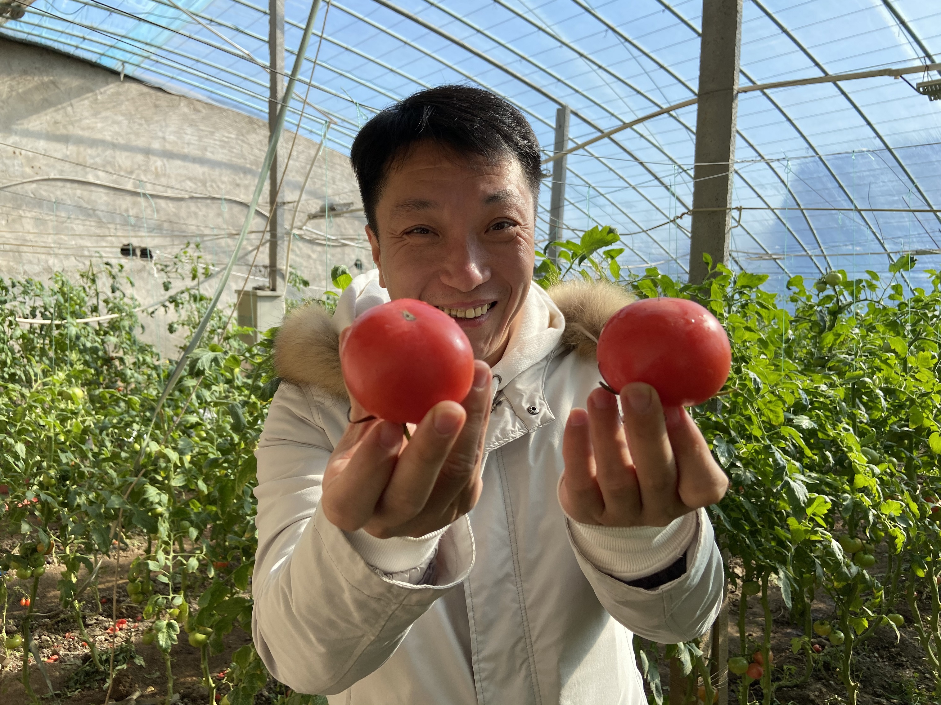 有机西红柿5斤送10枚鸡蛋
