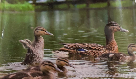 老汉农庄散养2年老鸭 1200g 商品图0