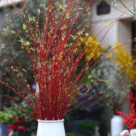 配花-红瑞木（红柳）-1扎