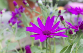  春季是艾灸调理皮肤病的黄金时间！ 