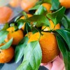 【满150元全疆包邮】砂糖橘（2.4kg） 商品缩略图4