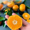 【满150元全疆包邮】砂糖橘（2.4kg） 商品缩略图3