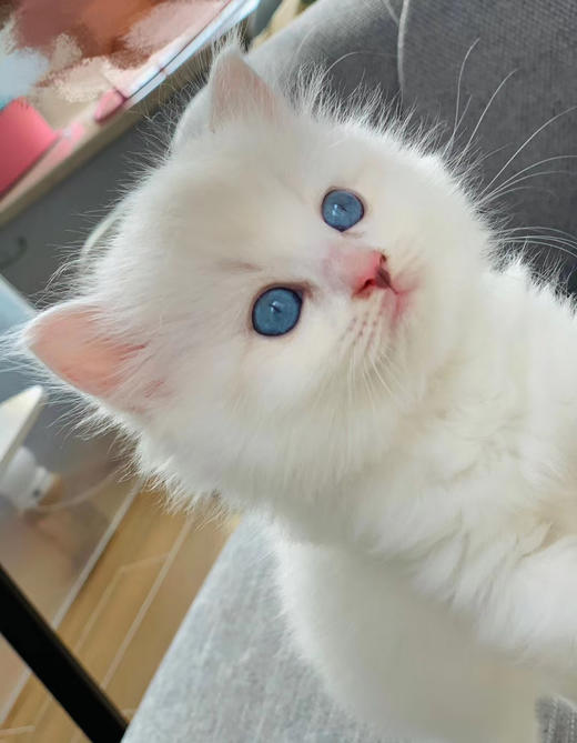 花辞树社区限购 商品图0