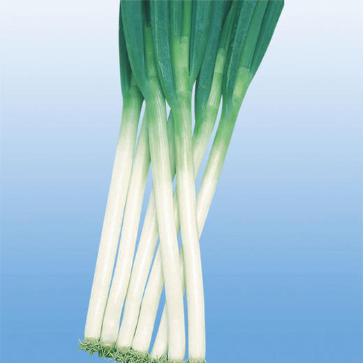 [专业种子] “荣耀”大葱种子 商品图0