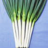 [专业种子] “卡曼”大葱种子 商品缩略图0