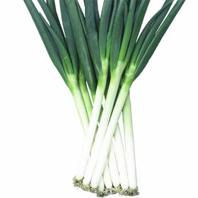 [专业种子] “丰宝”大葱种子