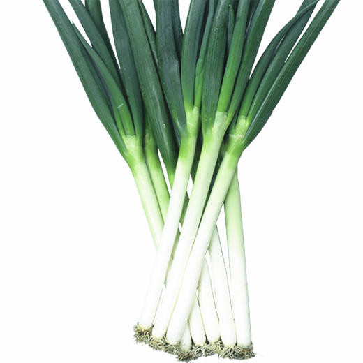 [专业种子] “丰宝”大葱种子 商品图0