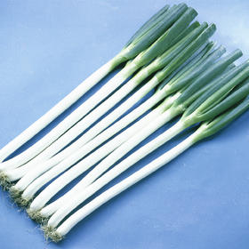 [专业种子] “长悦”大葱种子