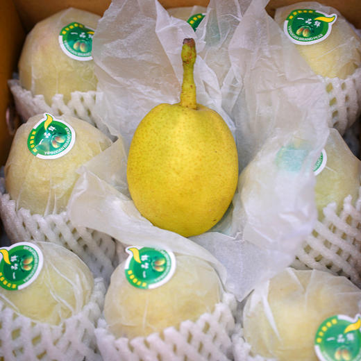 库尔勒香梨10.6斤 商品图1