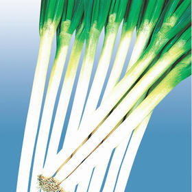 [专业种子] “超级晚抽”大葱种子