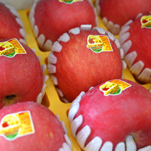 秋香苹果12斤 商品图1