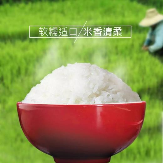【疫情管控地区停发】米妹妹鲜香贡米2.5kg/5kg 商品图1